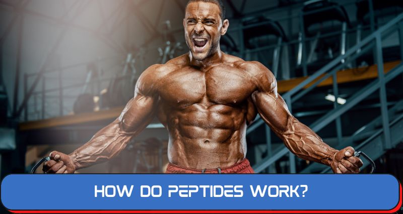 How do Peptides work?
