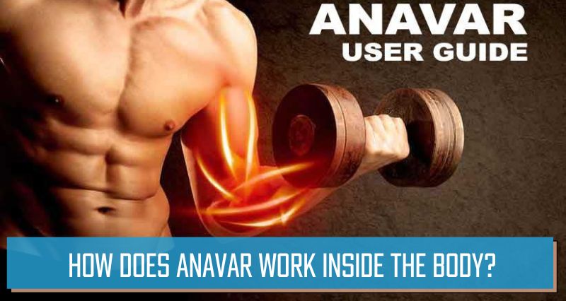 How does Anavar work inside the body